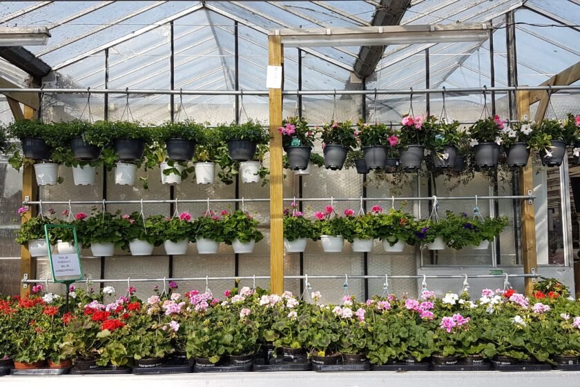 Waarom planten je gelukkiger maken: de kracht van groen in en om het huis