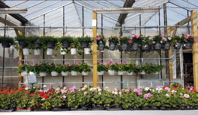 Waarom planten je gelukkiger maken: de kracht van groen in en om het huis