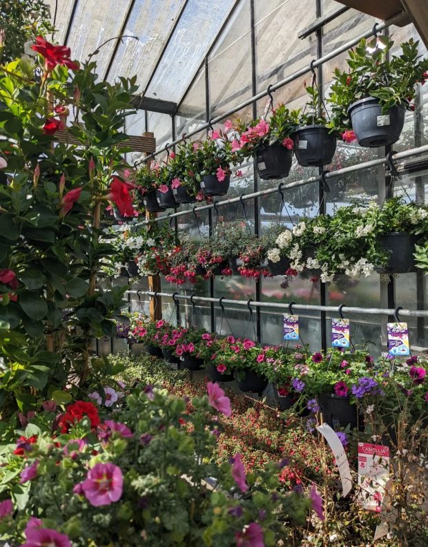 Tuincentrum de Leeuw Marsum (6)